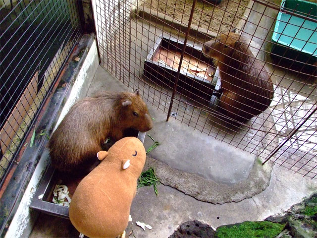 もも君とカピバラ抱き枕ちゃん_a0179837_18522178.jpg