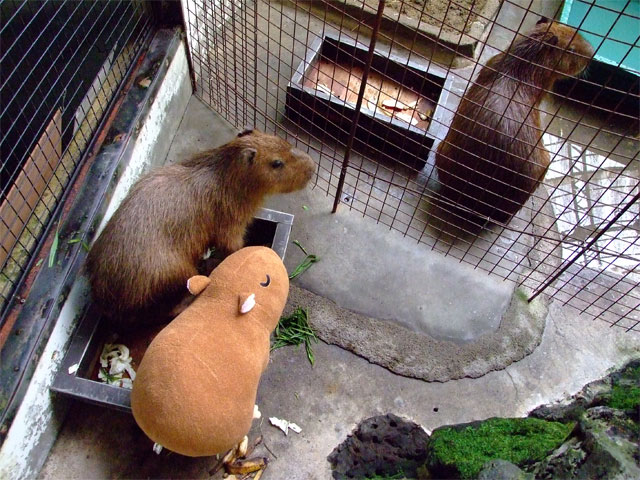 もも君とカピバラ抱き枕ちゃん_a0179837_18532330.jpg
