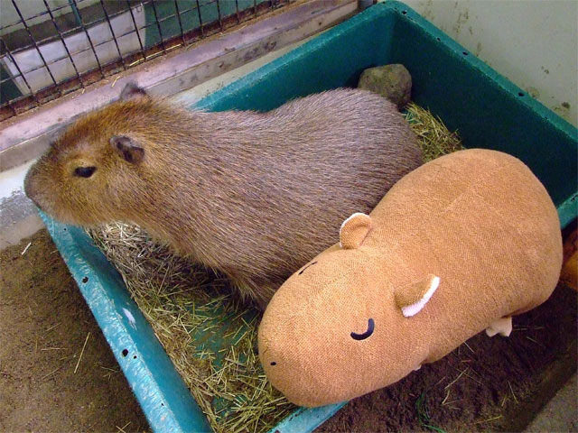 そわそわまりもちゃん_a0179837_1875841.jpg