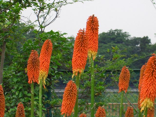 トリトマ ポピュラーな花