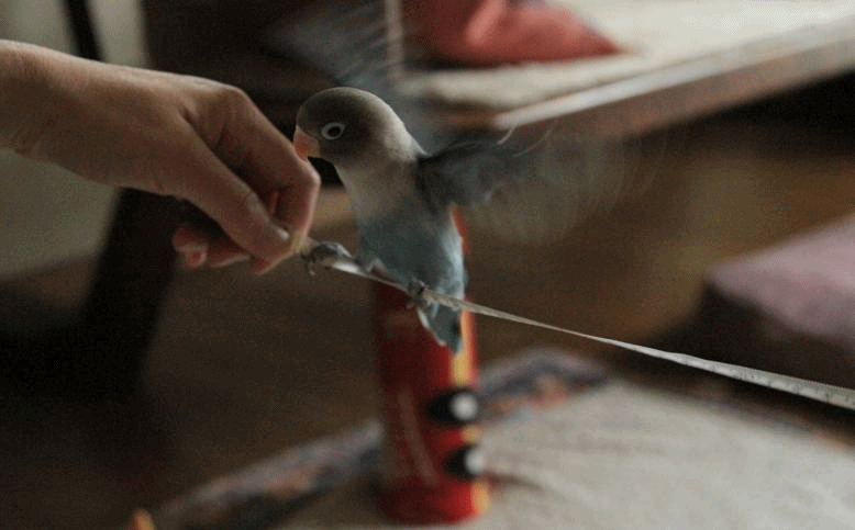 c0145250_13361145.gif