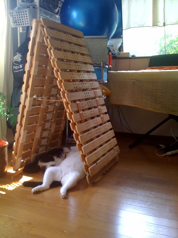 我が家のピラミッドパワー_e0026053_115504.jpg