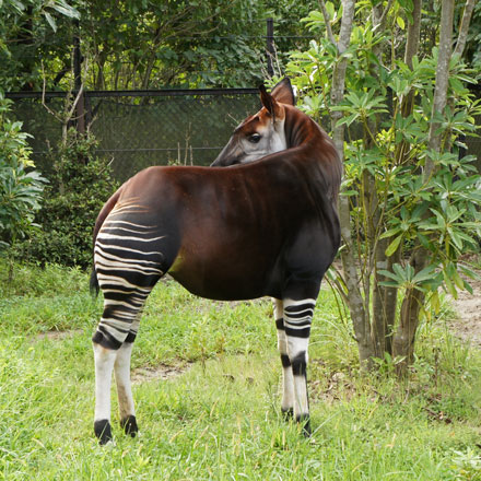 ズーラシアのオカピ 2011年_f0117059_1752228.jpg