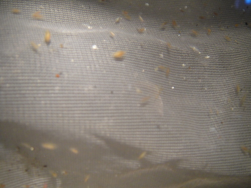 c0108460_22513646.jpg
