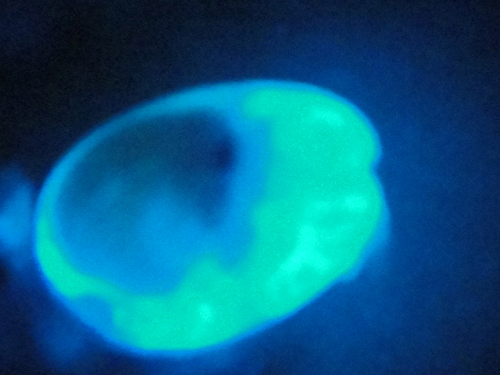 c0108460_22542245.jpg