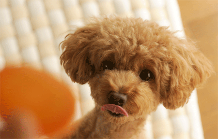 c0196673_163772.gif