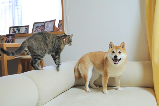 たまらんかぼちゃん_a0126590_6164210.jpg