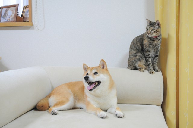 たまらんかぼちゃん_a0126590_6213653.jpg