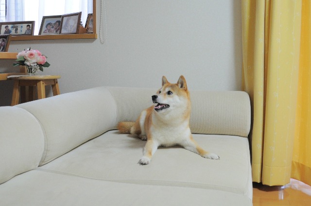 たまらんかぼちゃん_a0126590_65570.jpg