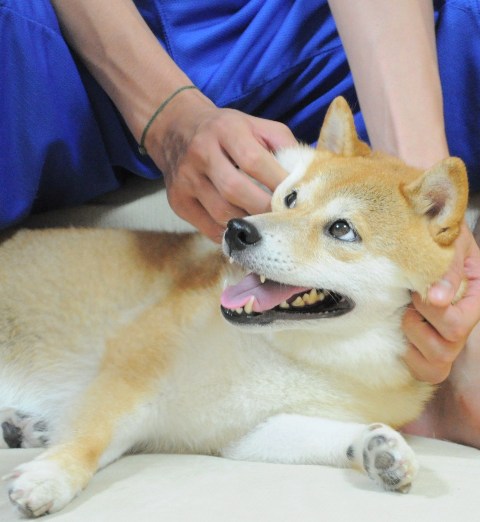 たまらんかぼちゃん_a0126590_7552962.jpg