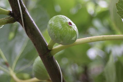 Coming Soon! Fruit Iwanaga_e0209798_1701549.jpg