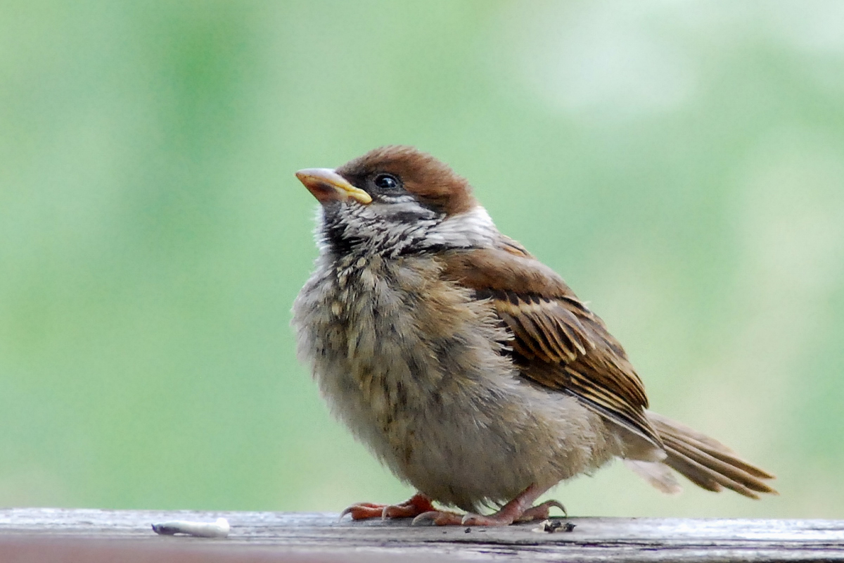 雀の鳴き声 スピリチュアル