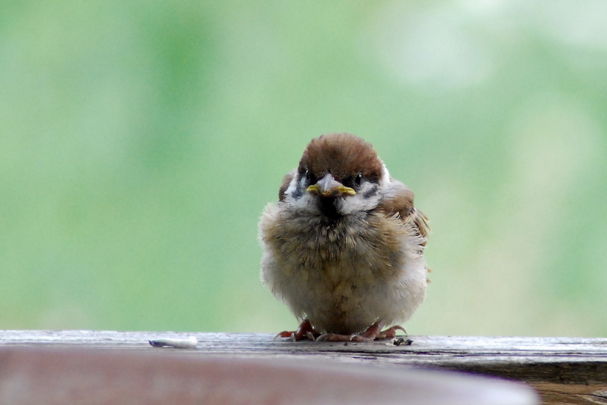 自宅で鳥撮り スズメの子供達その2 花鳥撮三昧 自宅で鳥撮り スズメの子供達その2 花鳥撮三昧