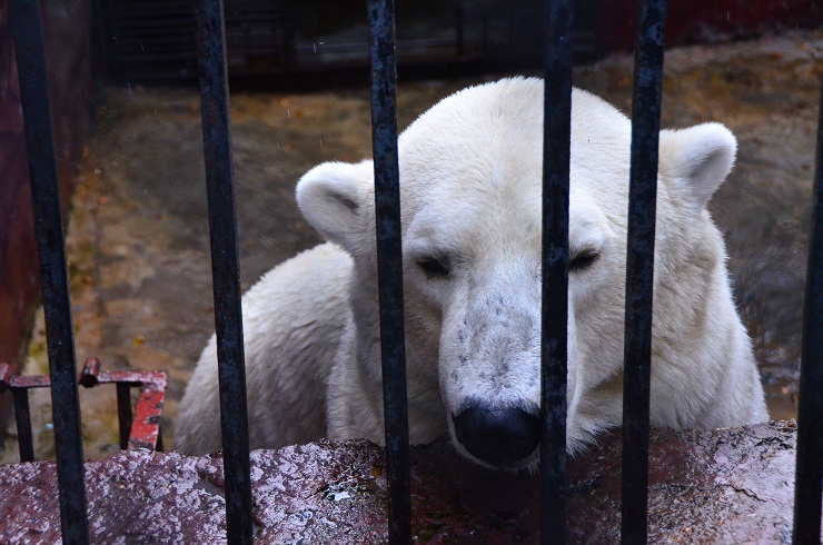 ペルミ動物園へ　～　アンデルマとの待望の再会！_a0151913_23402465.jpg