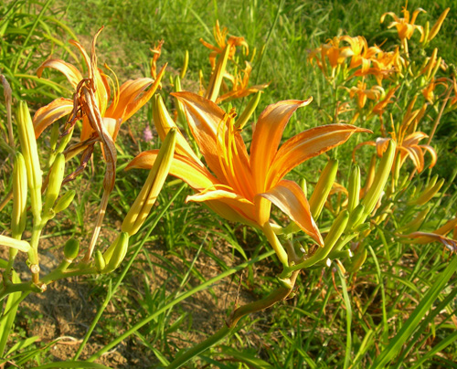 カンゾウ　～憂いを忘れる花「忘憂草」_f0029921_2105892.jpg