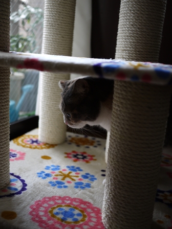 猫のお友だち マミちゃん編。_a0143140_2136665.jpg