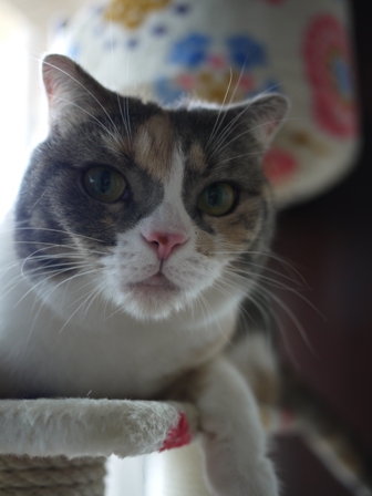 猫のお友だち マミちゃん編。_a0143140_21371874.jpg