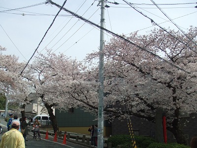 池田の五月山公園 桜まつり 09年 ｃ級呑兵衛の絶好調な千鳥足