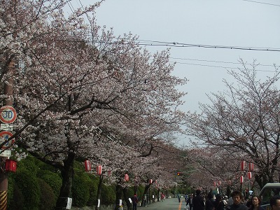 池田の五月山公園 桜まつり 09年 ｃ級呑兵衛の絶好調な千鳥足