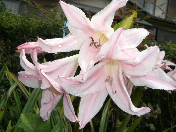 プリナム 山の花 庭の花 プリナム 山の花 庭の花