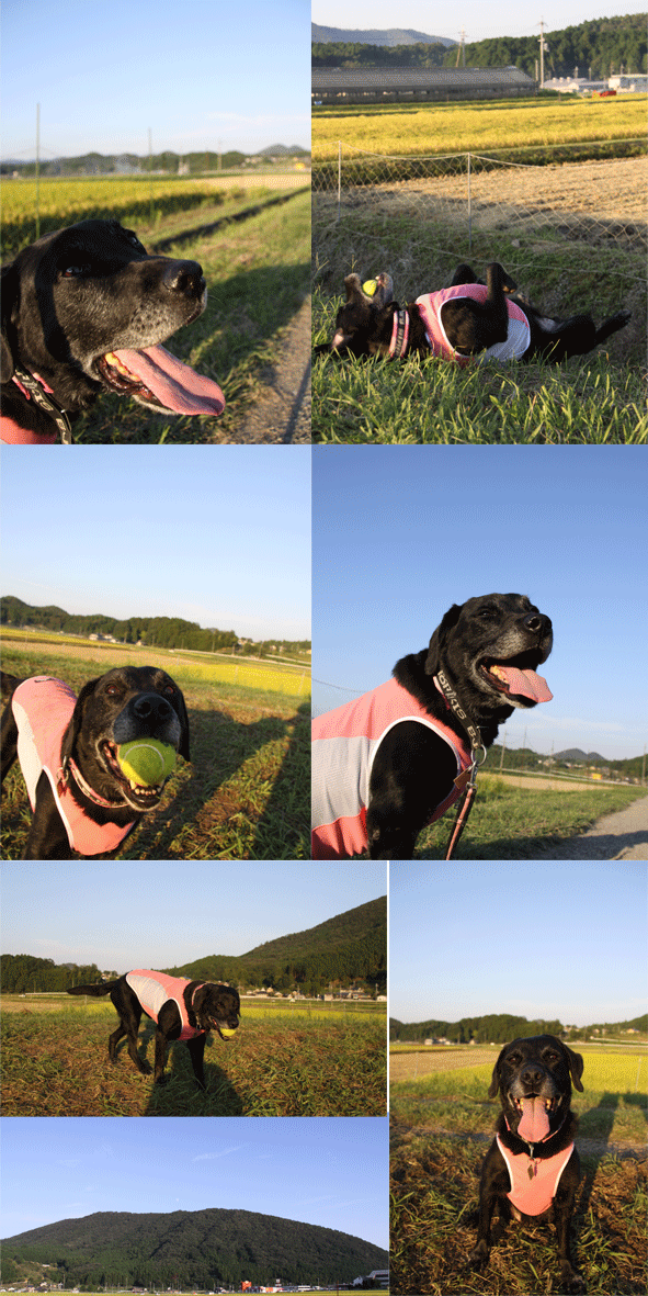 e0149256_18394512.gif