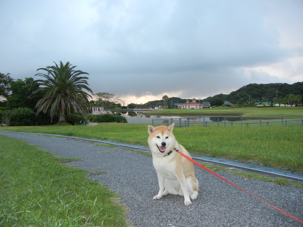 2011年9月11日(日)え~!またトカゲ!_f0060461_12352380.jpg