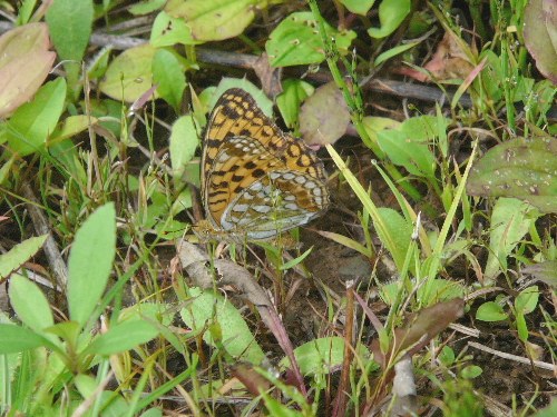 野幌原始林のウラギンヒョウモンなど_d0084473_19141198.jpg