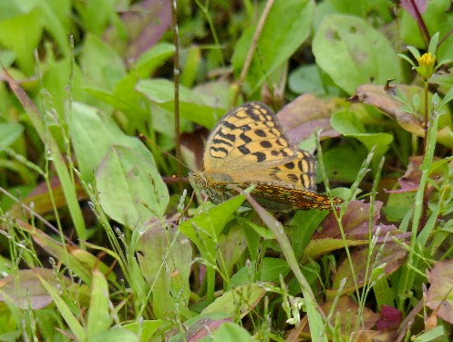 野幌原始林のウラギンヒョウモンなど_d0084473_19142556.jpg