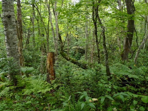 野幌原始林のウラギンヒョウモンなど_d0084473_19144854.jpg