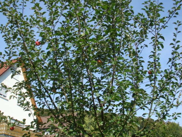 d0116376_18481516.jpg