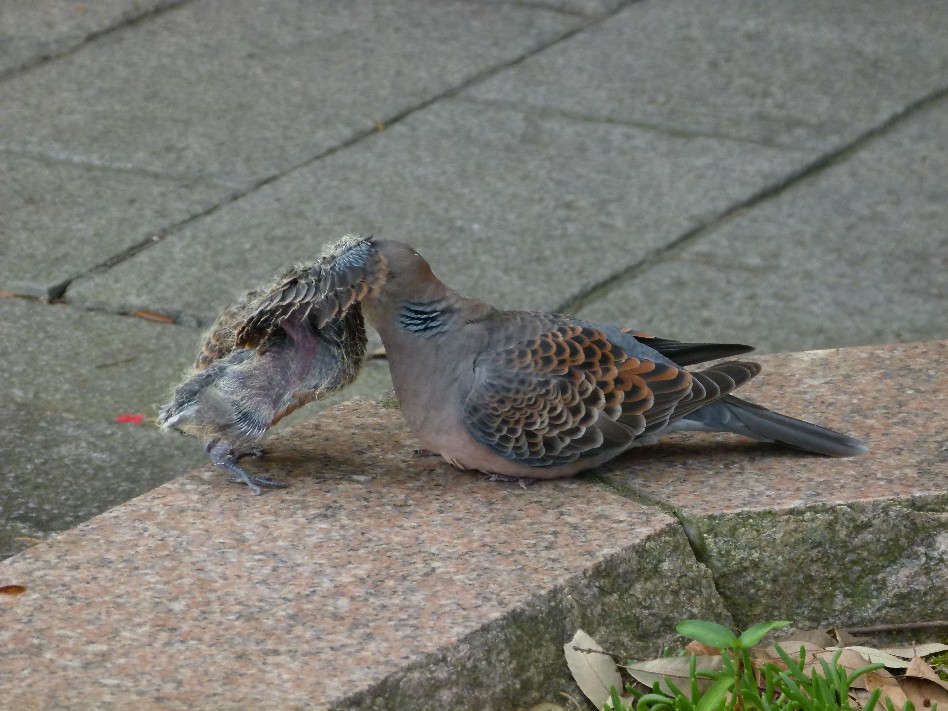 落ちこぼれの子？　でも愛情一杯　　キジバト_f0201084_12423044.jpg