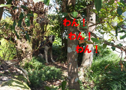 e0131506_1245114.jpg