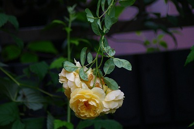 f0170524_1338595.jpg