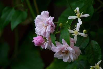f0170524_13404531.jpg