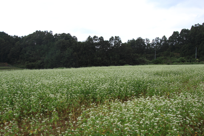 蕎麦の花_d0200029_18511348.jpg