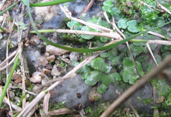 e0138031_15284418.jpg