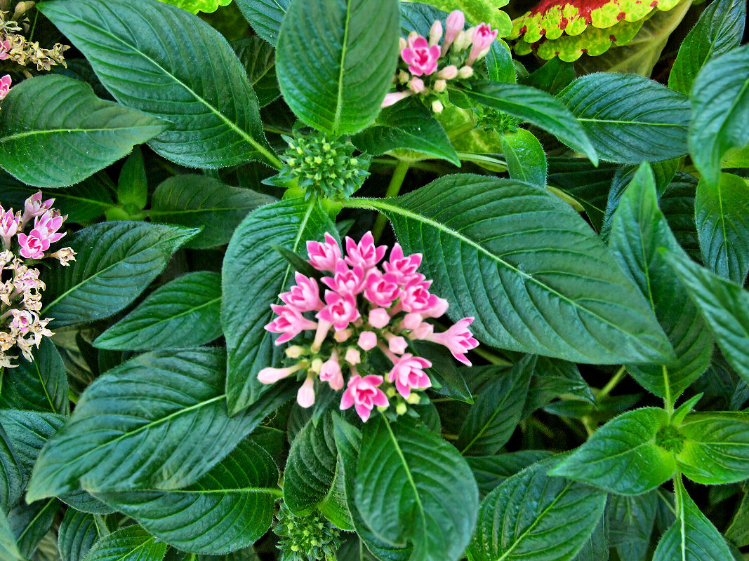 八重クササンタンカ 草山丹花 みっちー ふらふらと