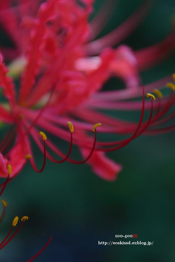 《花》　彼岸花（赤）　18-270mm　（興禅院）_c0080036_23442270.jpg