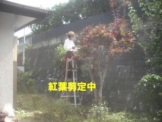 草刈り&剪定_f0031037_2114561.jpg