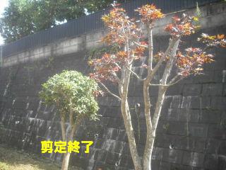 草刈り&剪定_f0031037_2115494.jpg