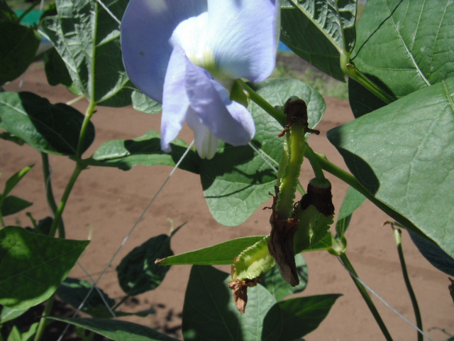 ナスの収穫&定植したブロッコリーに給水&四角豆の収穫_c0222448_1258477.jpg