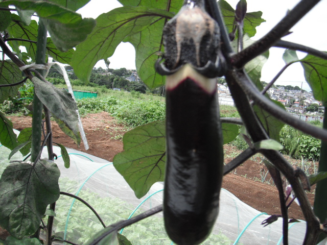 ナスの収穫&定植したブロッコリーに給水&四角豆の収穫_c0222448_1258691.jpg