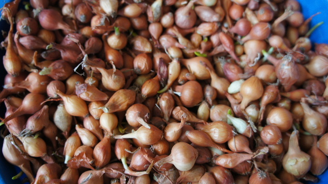 グルジア (10) 長寿の国グルジアのバザール その2_c0011649_1125428.jpg