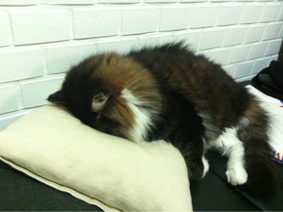 うつ伏せで寝る猫 St M2 Blog うつ伏せで寝る猫 St M2 Blog