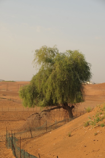 e0066474_154137.jpg