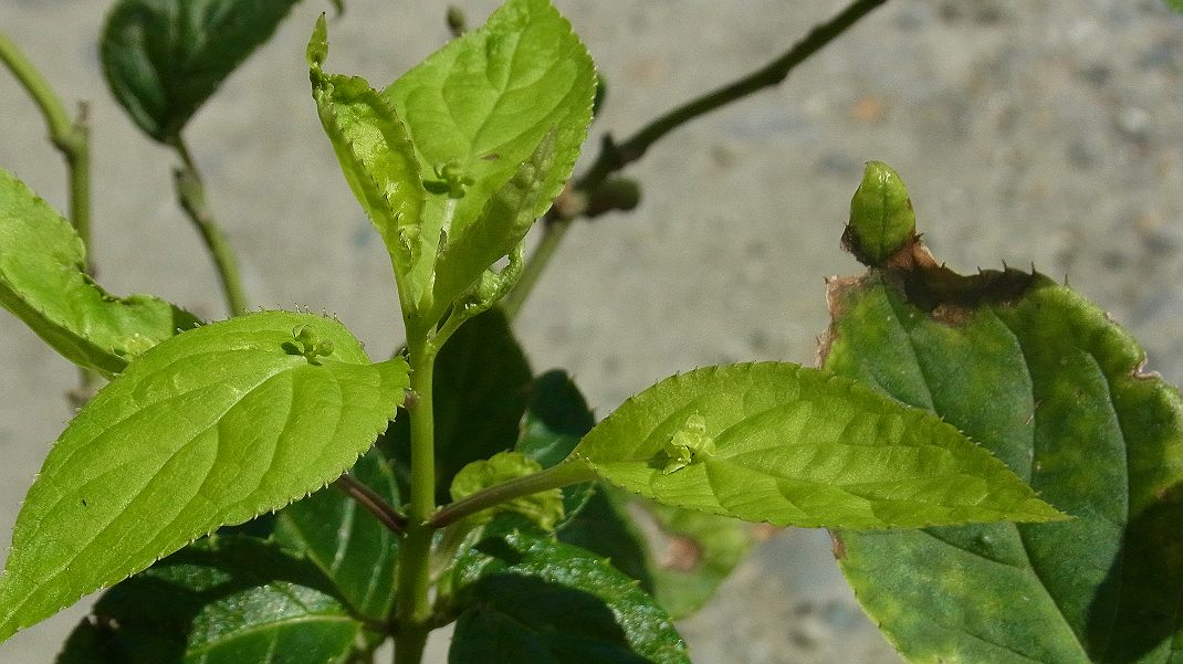 a0152692_17531735.jpg