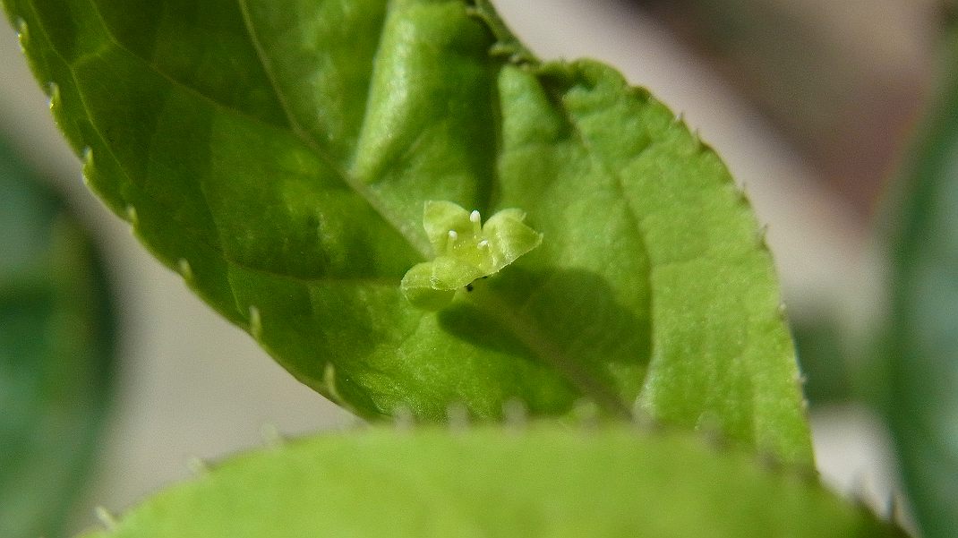 a0152692_1753616.jpg