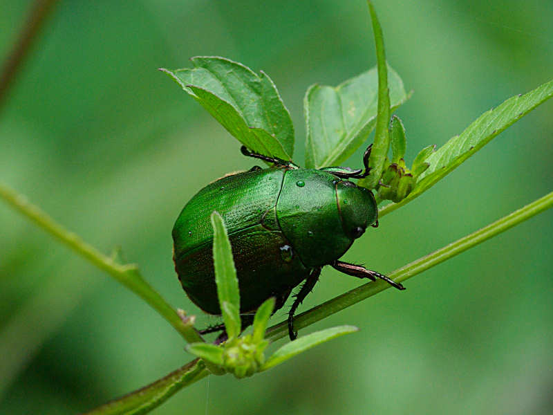 アオドウガネ（舞鶴公園 2011/09/04撮影）_f0204094_7495942.jpg