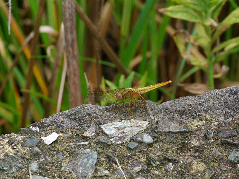 ショウジョウトンボ（舞鶴公園 2011/09/04撮影）_f0204094_8261248.jpg