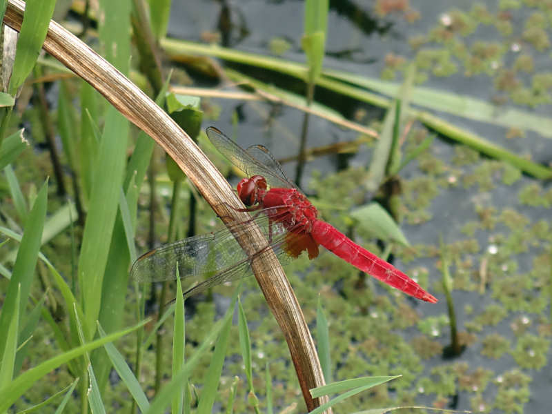 ショウジョウトンボ（舞鶴公園 2011/09/04撮影）_f0204094_8264131.jpg